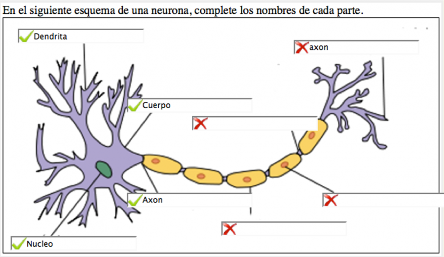 item-neurona.png
