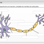 item-neurona-blanco.png