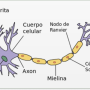 item-neurona-solucion.png